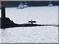 Cormorant drying wings