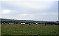 Cornel Bach standing stones