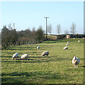 Grazing by Wolmore Farm, Staffordshire