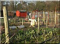 Allotments in winter