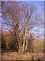 SO0921 : Coppiced beech tree by Graham Cole