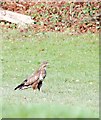 Buzzard