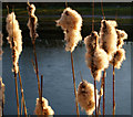 Bulrushes on the Chesterfield canal