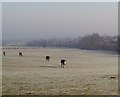 Fields at the edge of Yateley