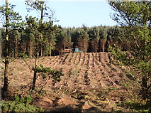 NX0977 : Heathery Hill Plantation by Billy McCrorie