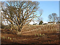 New tree planting at the Haining Estate