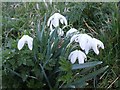 Snowdrops (Galanthus nivalis)