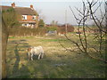 Grindle: Shetland pony in a paddock.