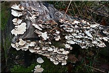 NY1716 : Fungus on Dead Wood by Steve Partridge
