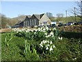 Horton-In-Ribblesdale Primary School (and Snowdrops)