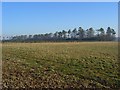 Farmland, Lockinge