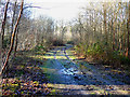 Valley Park - Logging Road