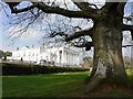 Oak Tree at Oldway Mansion, Paignton