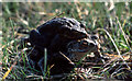 Mating Common Toads (Bufo bufo), Cabin Hill, Formby