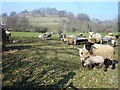 Ewes and lambs near Bechan Brook