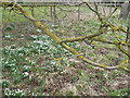 Snowdrops in St.Nicholas churchyard