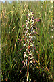 TR3558 : Lizard Orchid (Himantoglossum hircinum), Sandwich Bay by Mike Pennington