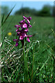 TR3557 : Green-veined Orchid (Orchis morio), Sandwich Bay by Mike Pennington