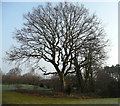SU4714 : Oak tree at West End by Jonathan Billinger
