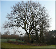 SU4714 : Oak tree at West End by Jonathan Billinger