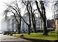 Tracery of trees, Oldway Mansion, Paignton