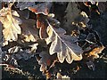 NZ3275 : Frosted Leaves by Christine Westerback