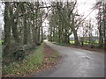 Tree lined driveway