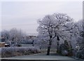 Frosty Morning in Heather Lane