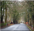 J1698 : Driveway, Rosspark Hotel,  Kells by Rossographer