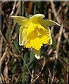 Wild daffodil above Buckland Mill