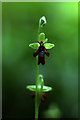 TR1247 : Fly Orchid (Ophrys insectifera), Yockletts Bank by Mike Pennington