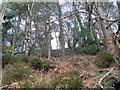 Woods north of Mugdock Reservoir