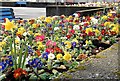 Flower bed, Belfast