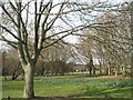 Woodland adjacent to the motorway