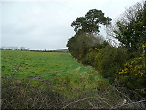 T1861 : Kilmurry pasture by Jonathan Billinger