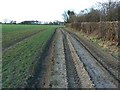 Field margin, near Old Ditcham