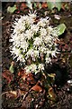 White Butterbur (Petasites albus)