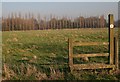 Stile and Poplars