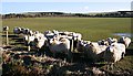 Inquisitive Sheep at Backieley