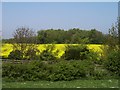 Across Thurmans lane to field of Rapeseed