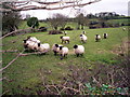 Pregnant Ewes, not a Lamb in sight yet!