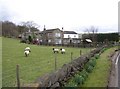 Black-faced sheep at Knowl Top, Knowl Lane, Meltham