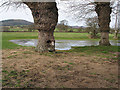 Pond with pollarded oaks