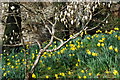 Magnolia a Chennin Pedr Portmeirion Magnolia and Daffodils