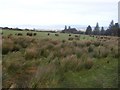 Baranailt Townland