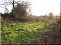 Scrubland by the River Ottery