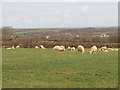 Sheep near Headon Cross