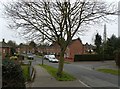 Solitary Sycamore Tree, Harwood Road