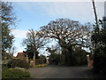 Lovely tree in Bacon Lane