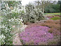 Winter Heathers, RHS Wisley